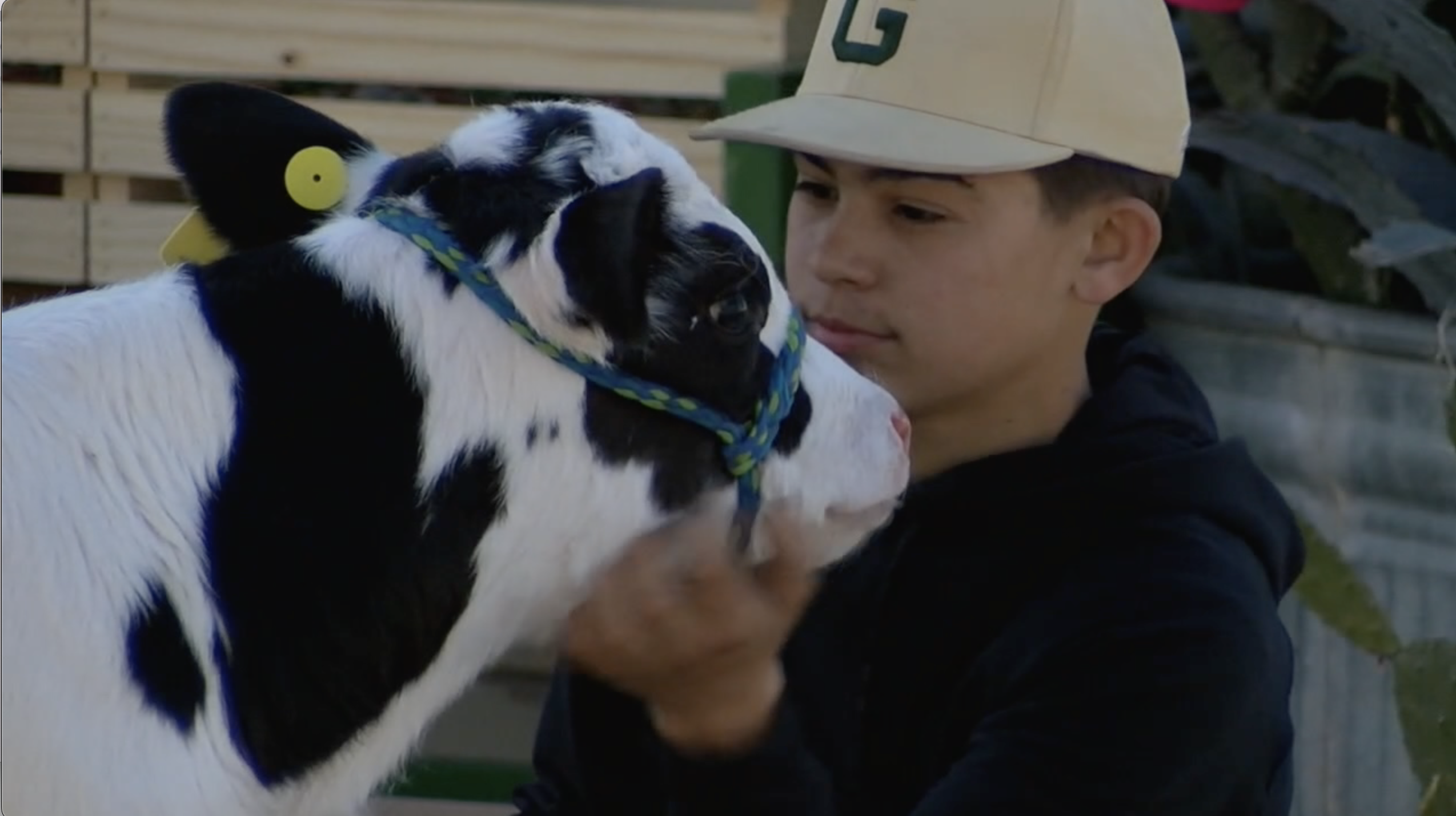 FFA student with calf