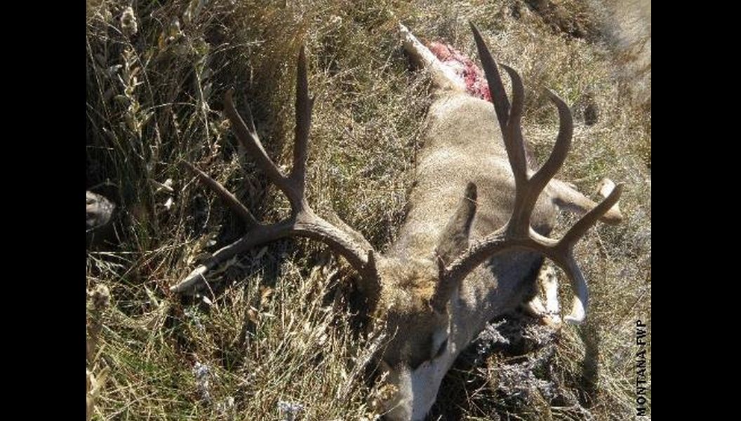 Poached mule deer buck near Hardin