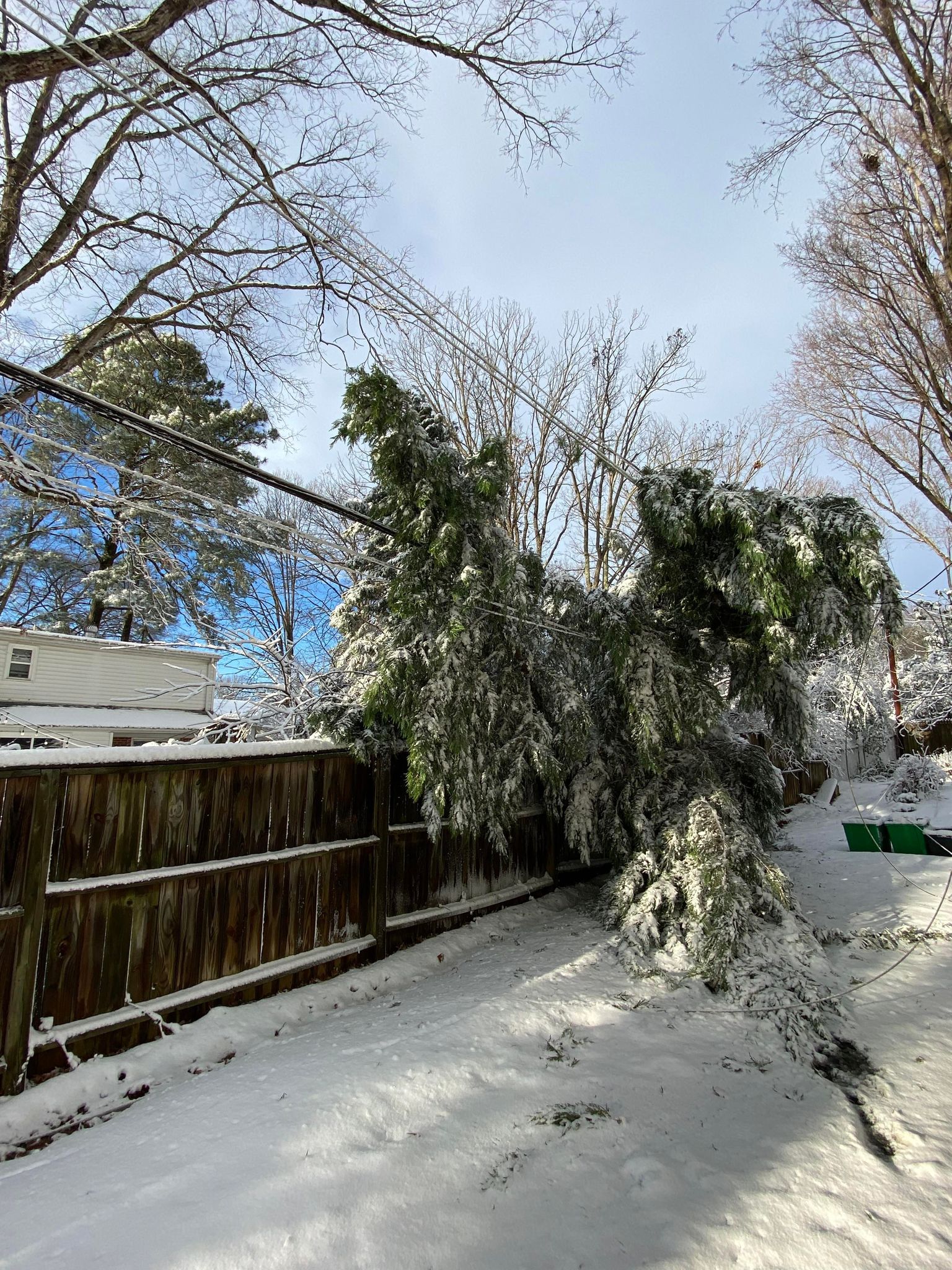 Dominion energy tree down.jpg