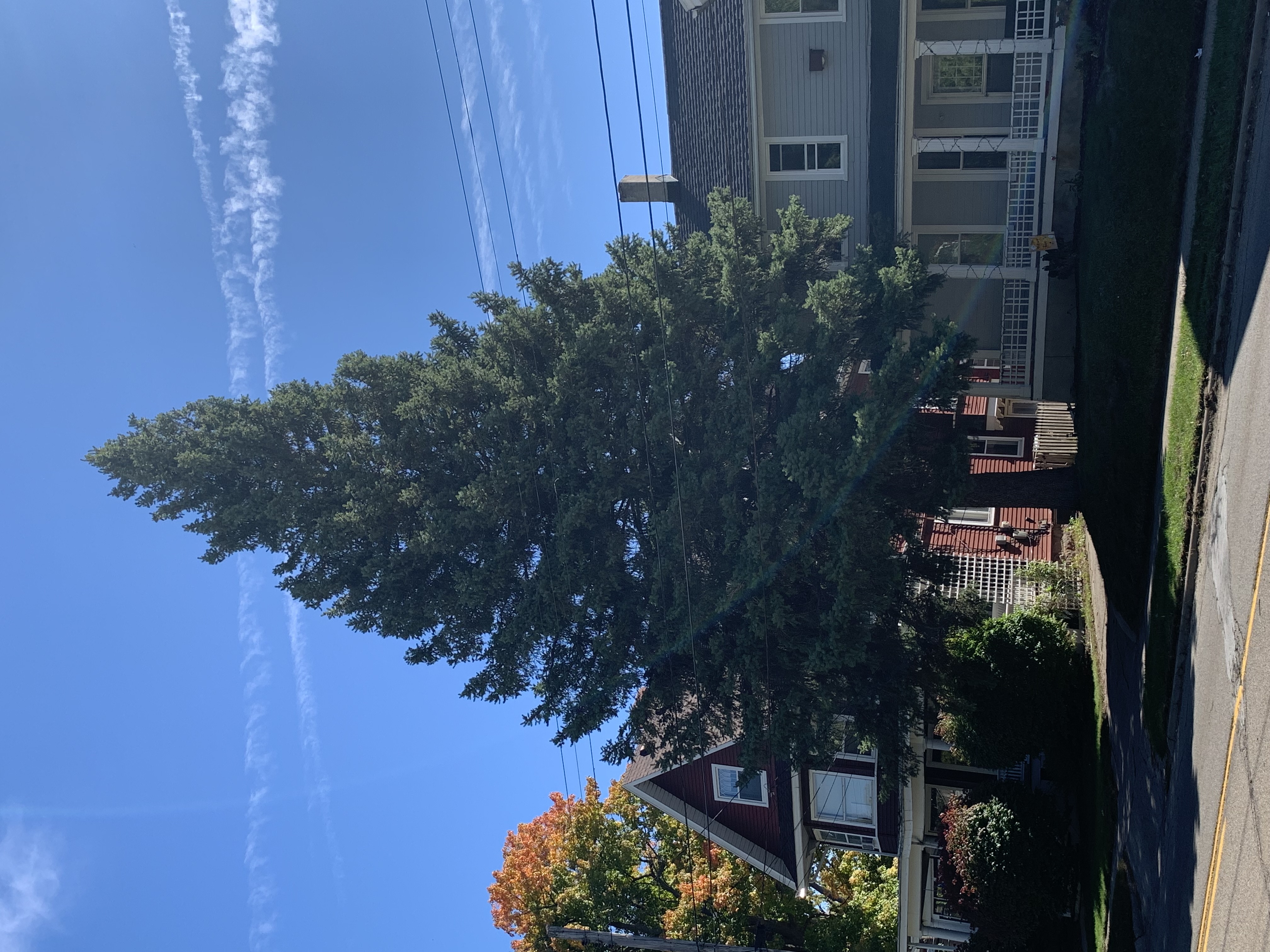 2022 State of Michigan Christmas Tree