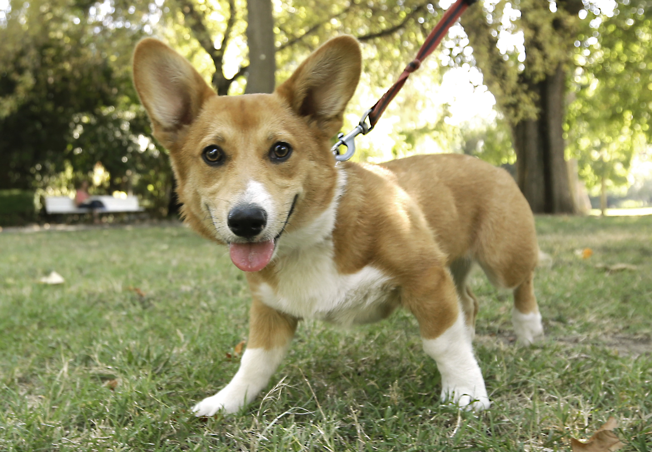 Corgi dog
