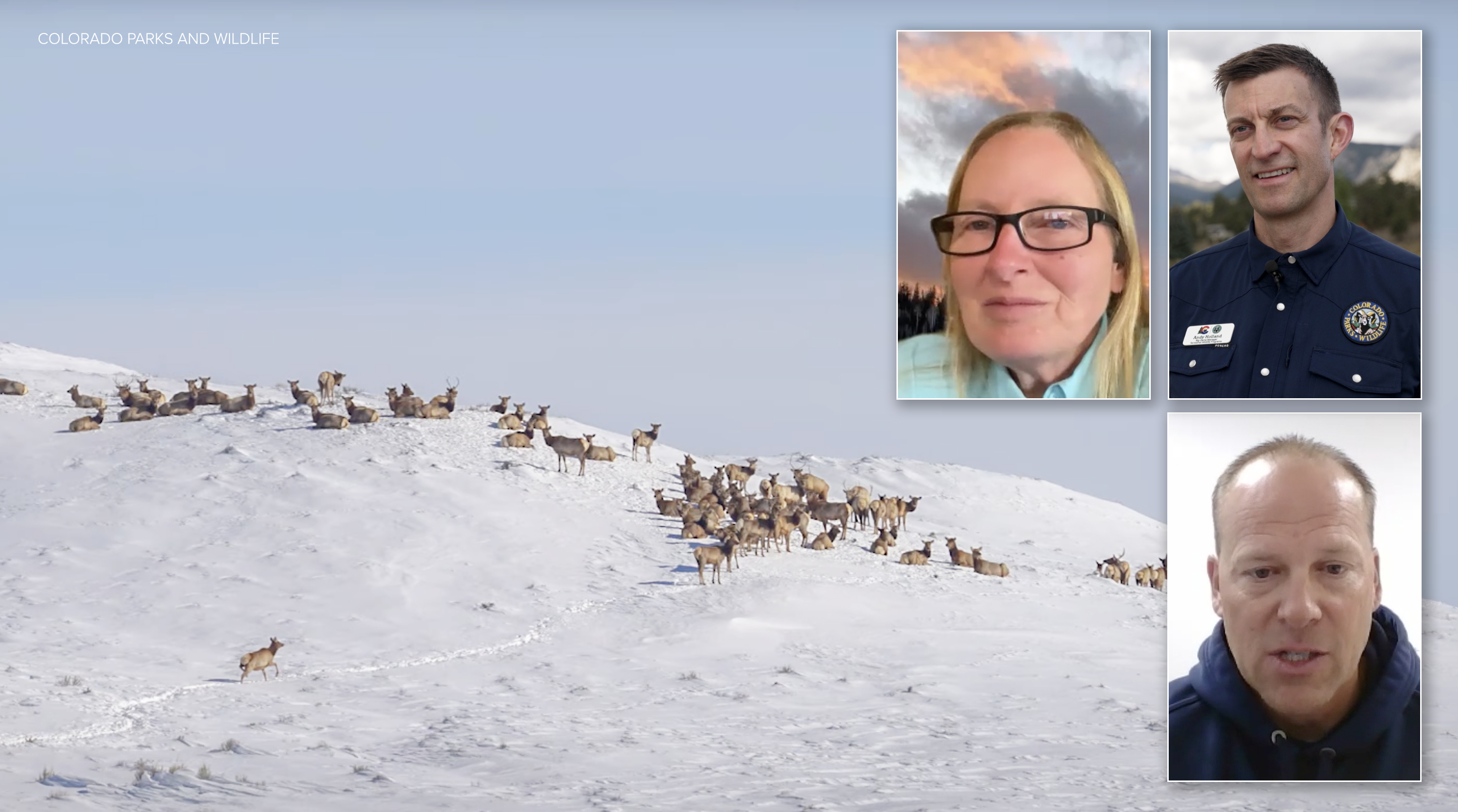 elk herd recovery and interviews.jpg
