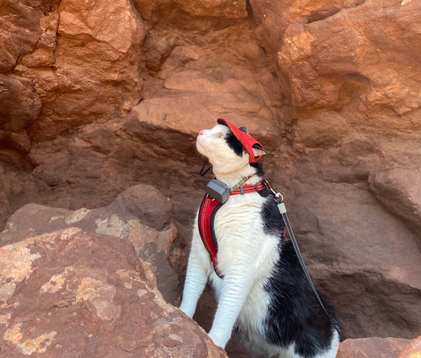 pluto hiking.png