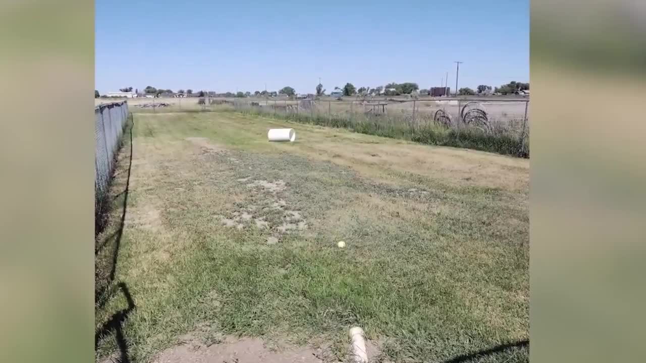 PAWS Of Chinook is raising money to improve fenced dog run