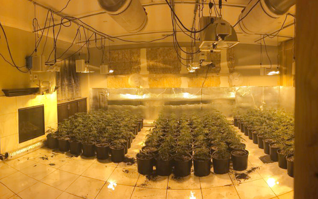 California-Marijuana Enforcement-Privacy