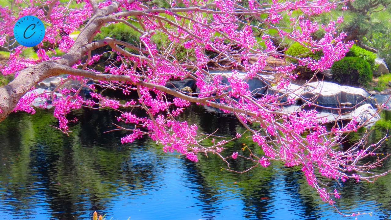 botanical gardens carter chavez