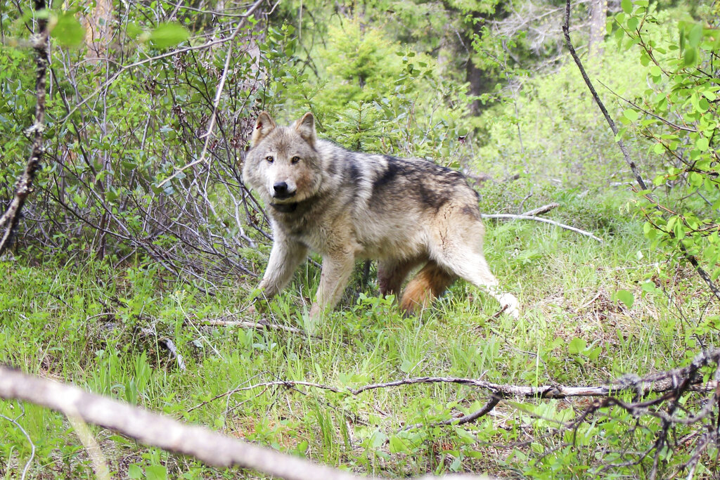 Killing Wolves