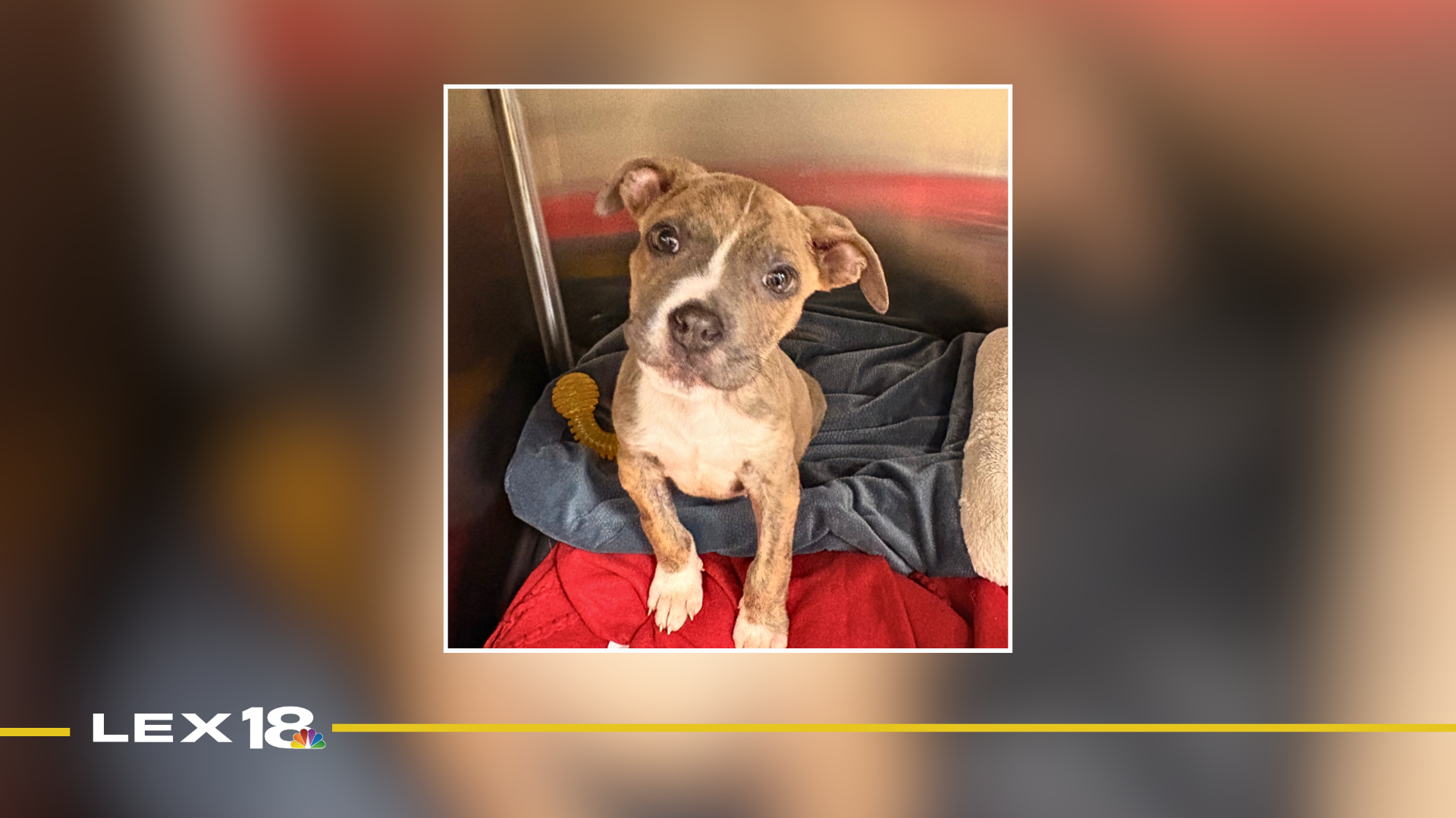 Featured Image Custom Edit (27).png