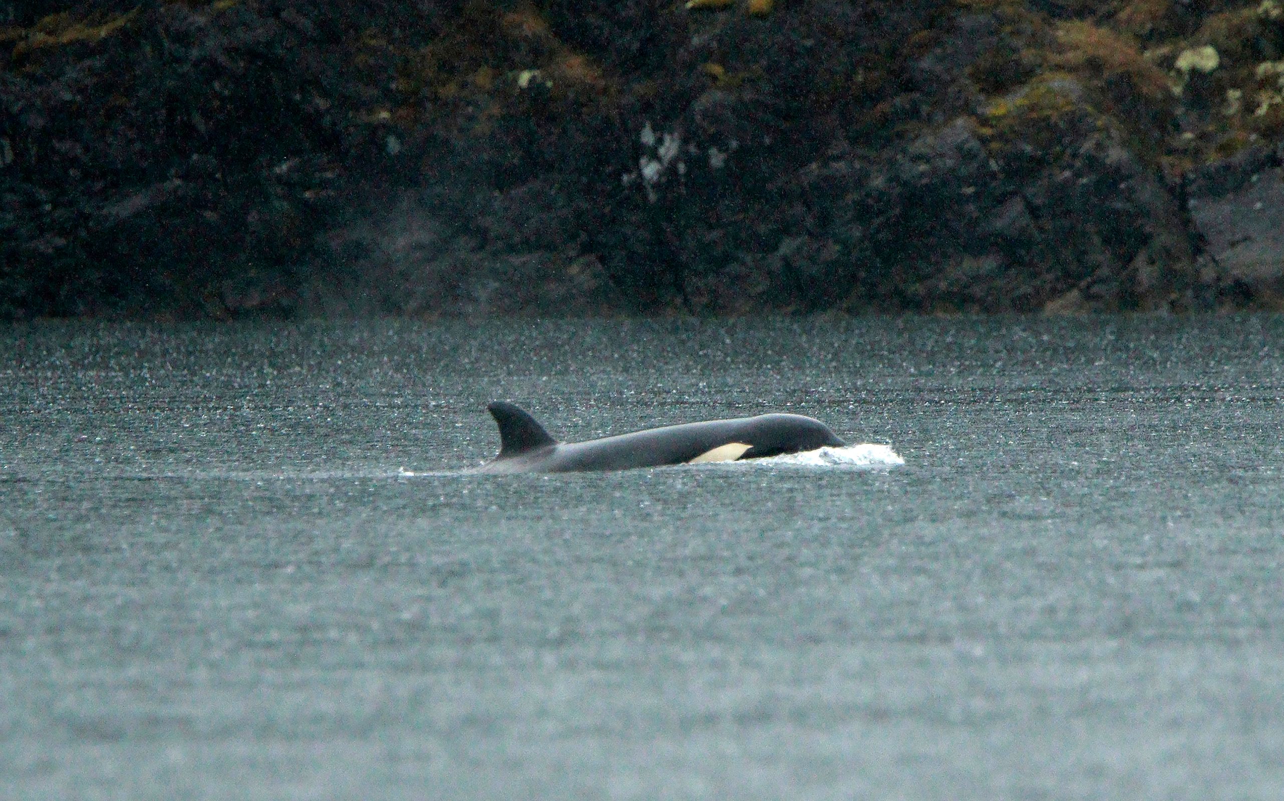 Orca calf