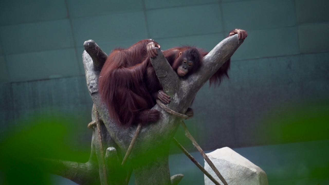 Zoo Vaccinations