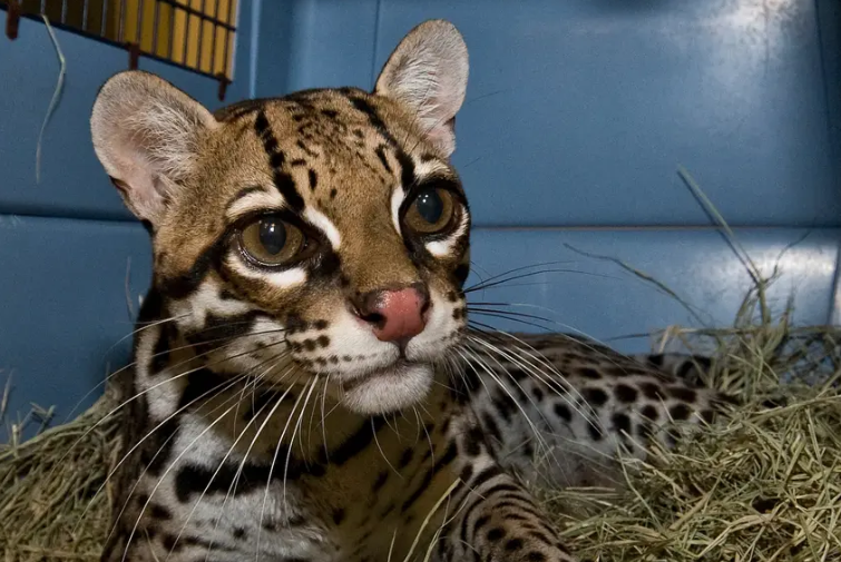 The ocelot found in South Texas is classified as endangered. 