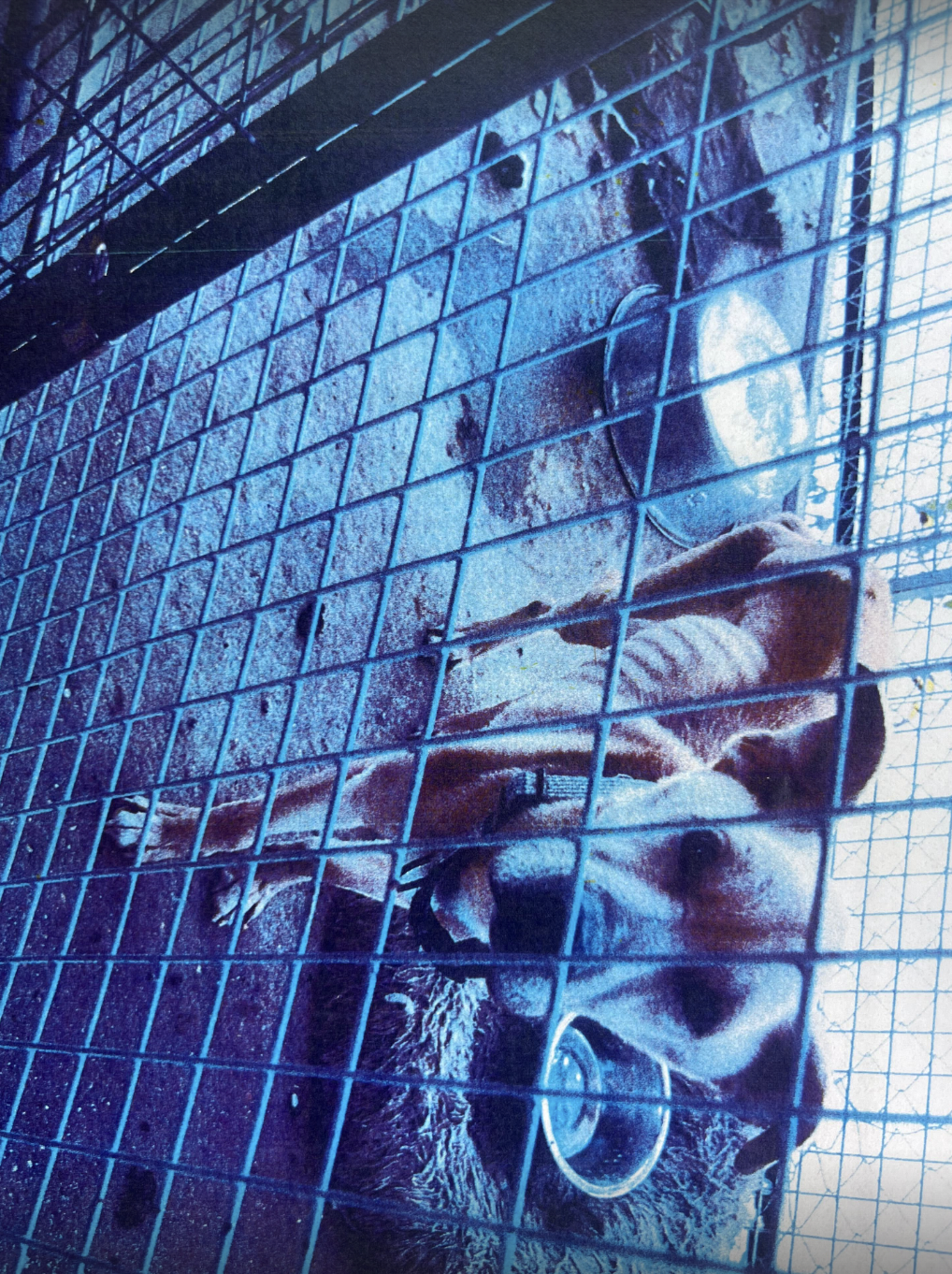 Marlin Animal Shelter investigation