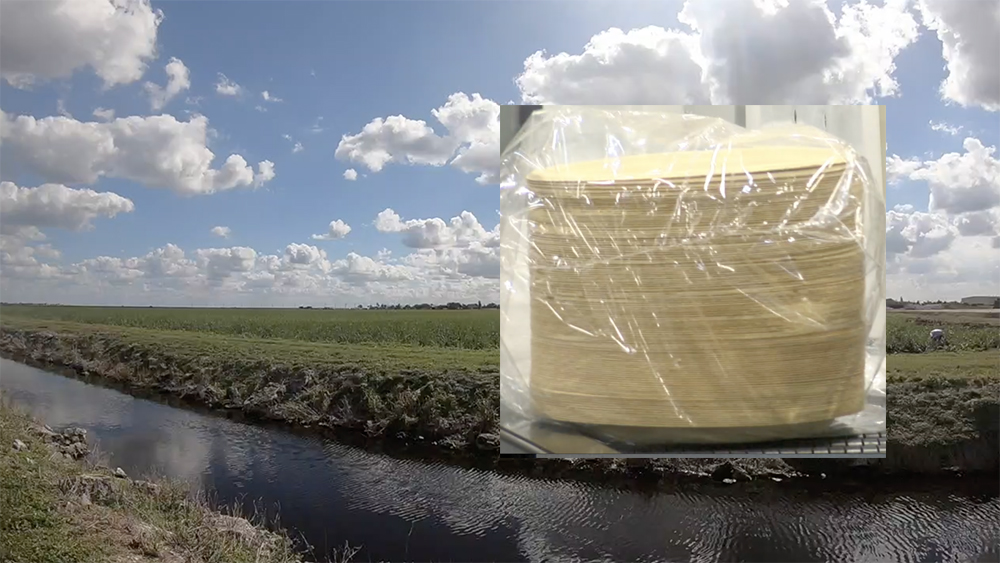 WPTV-SUGARCANE-PLATES.jpg