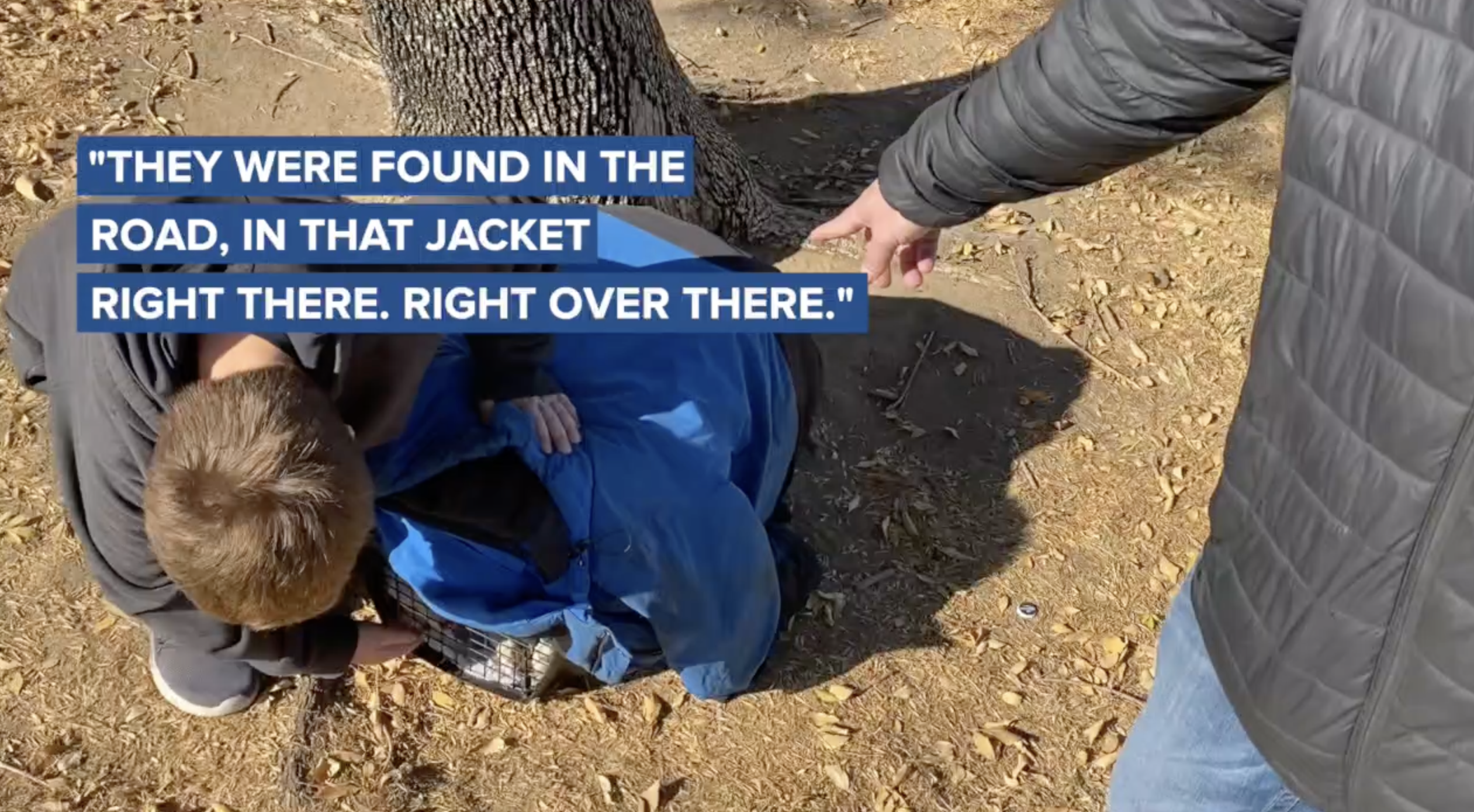 Three puppies found in the middle of the road at Pioneer Park.