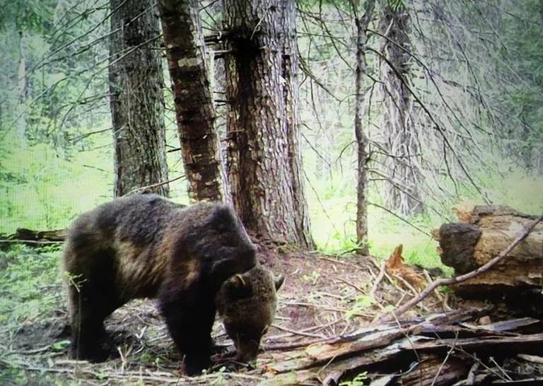 grizzlytrailcam.jpg