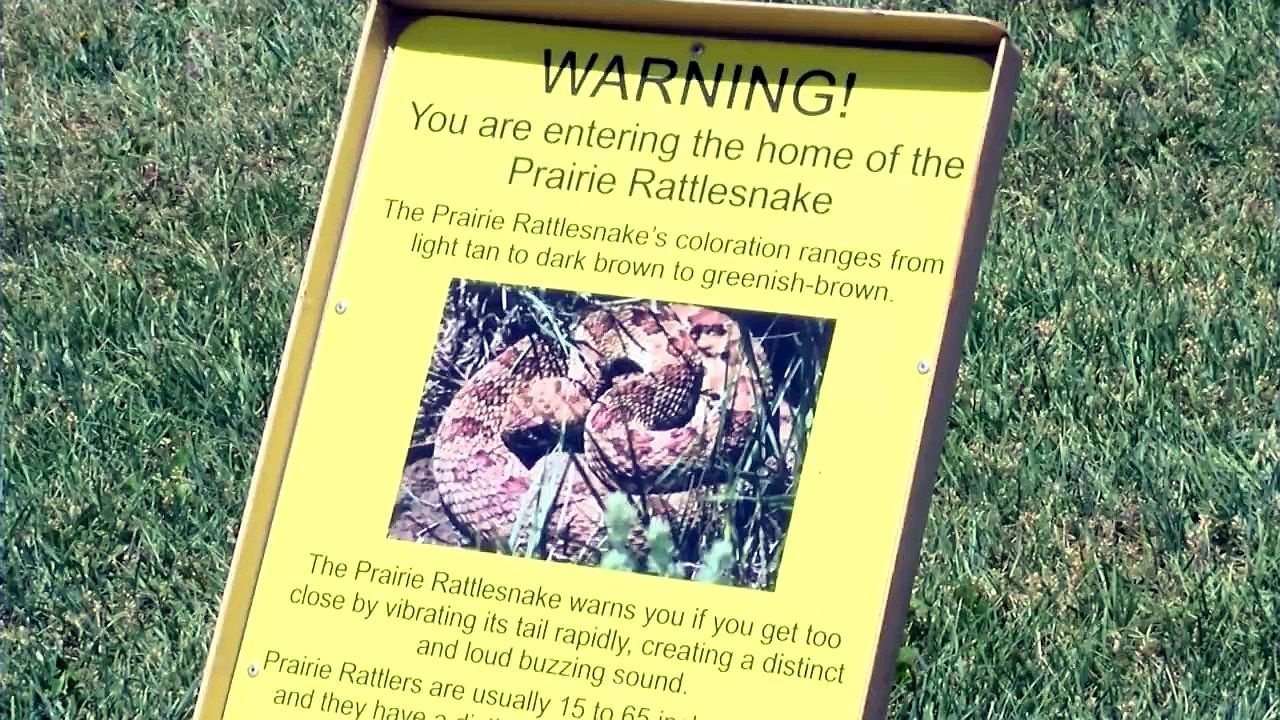 Poster: Prairie Rattlesnake