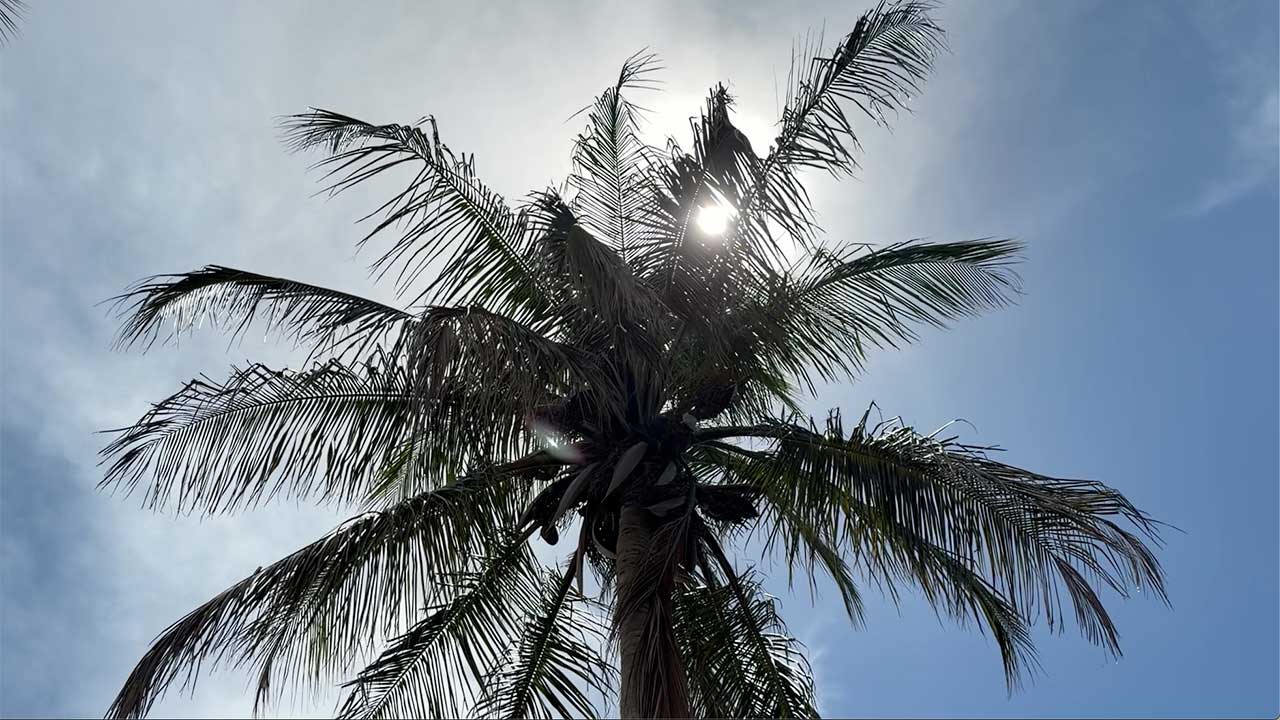 Summer, hot, generic, palm tree with sun