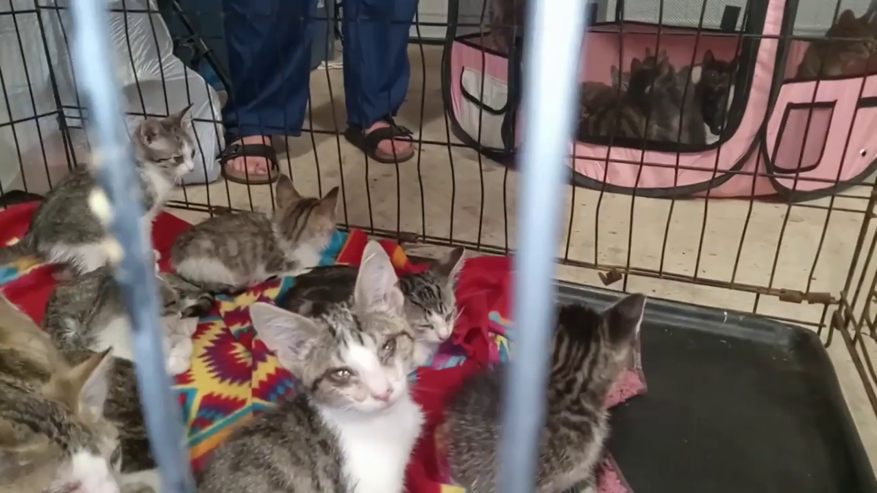 Allegan County Cats