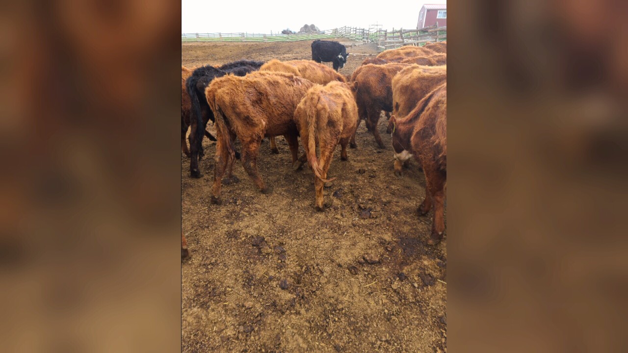 MT judge denies request to return cattle to rancher accused of cruelty - Vimarsana News