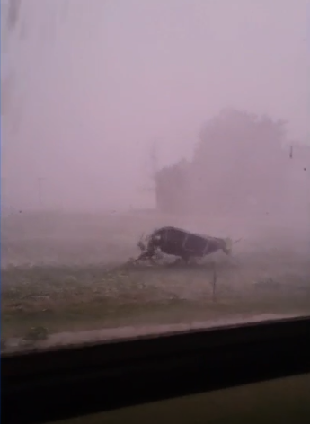 Bloomingdale Trampoline