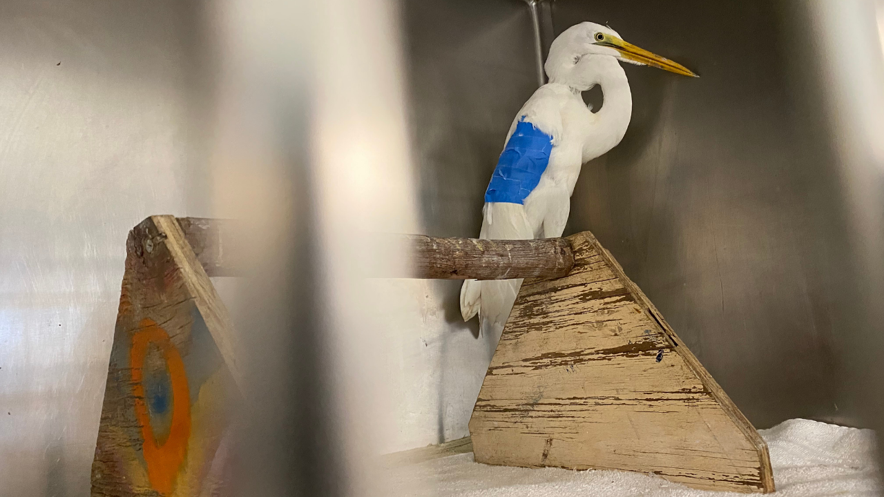 Seaside Seabird Sanctuary5.png
