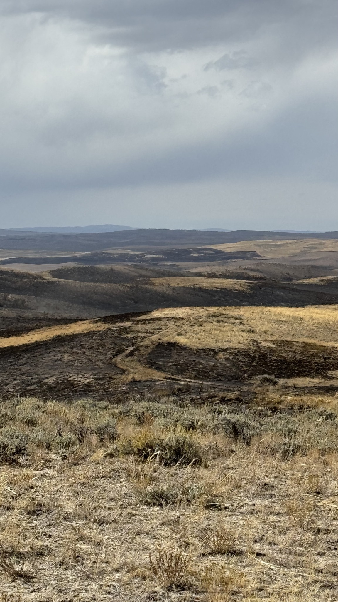 Iron Fire in Moffat County