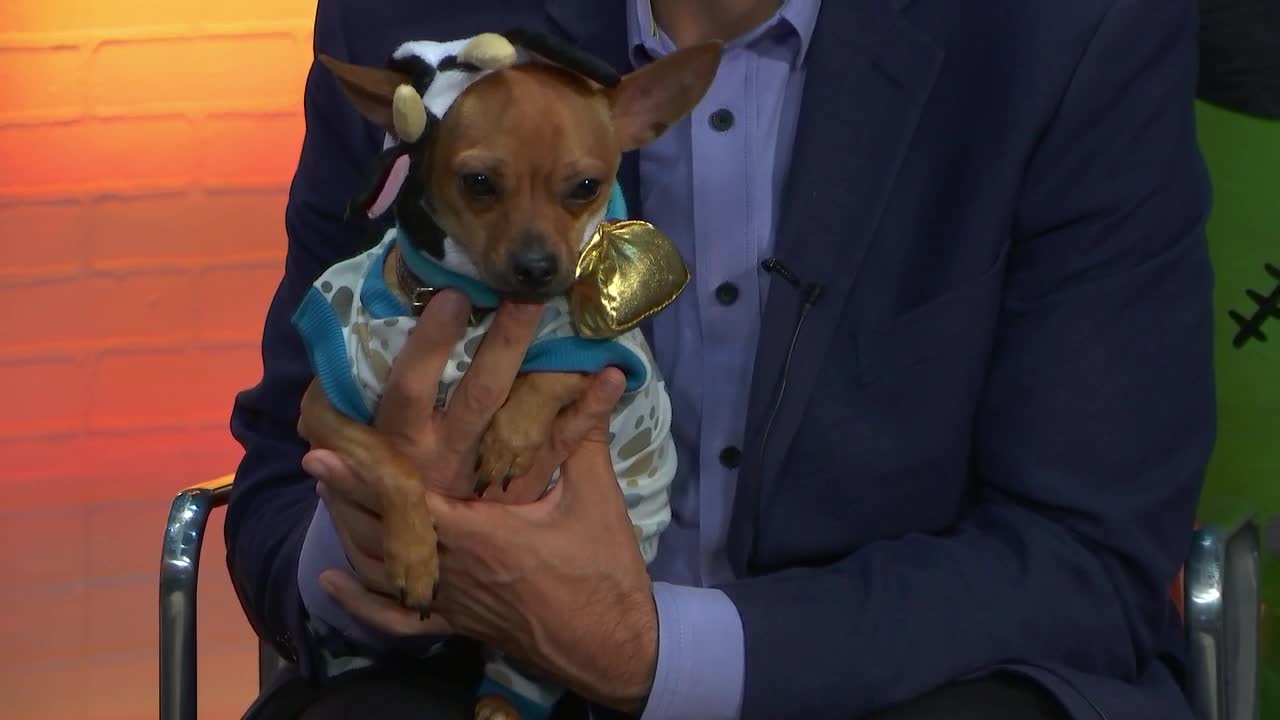 TicTac the Chihuahua