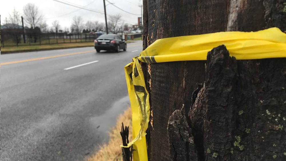 deadly hit and run 2.jpg