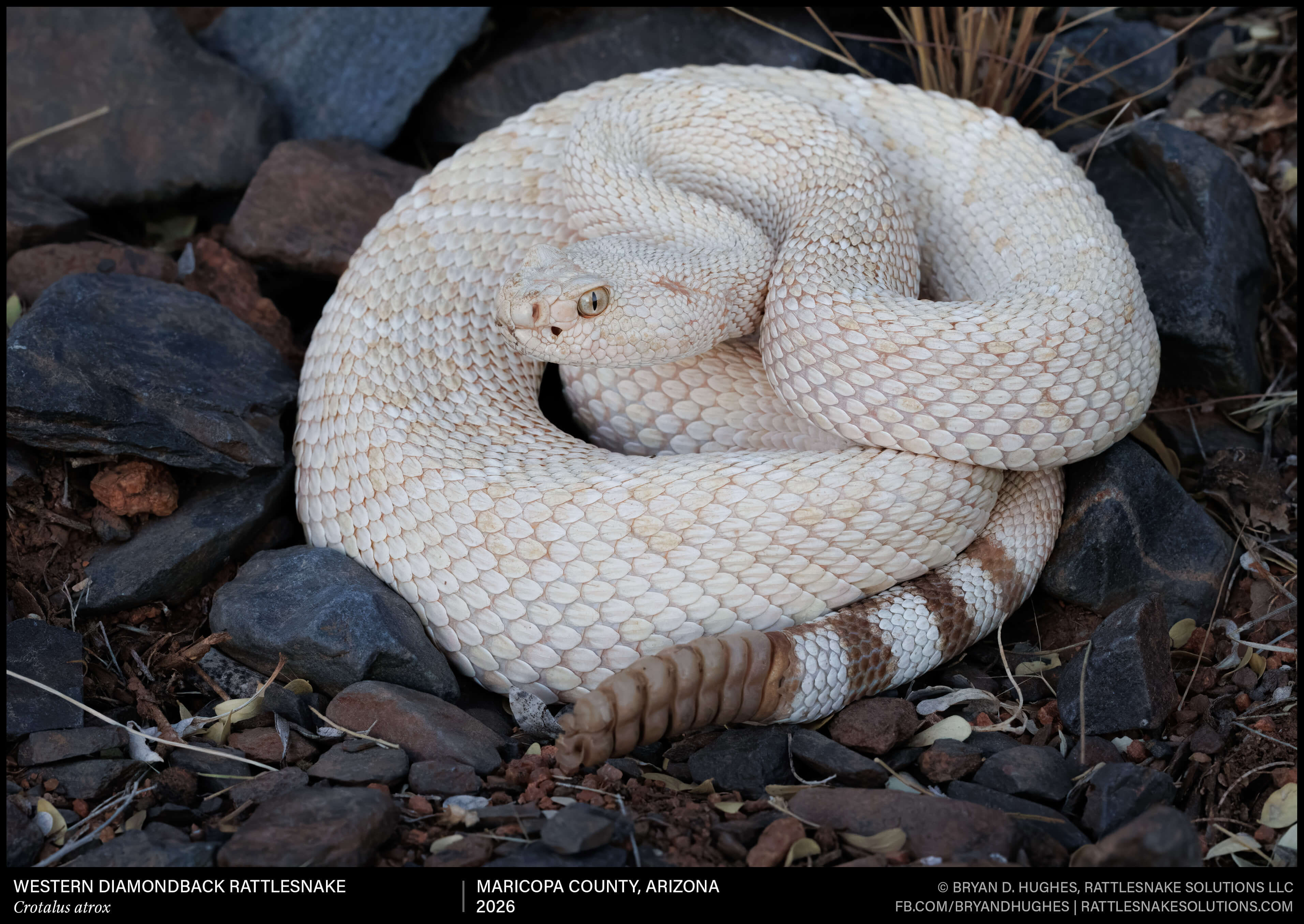 Crotalus atrox _9919-Edit.JPEG