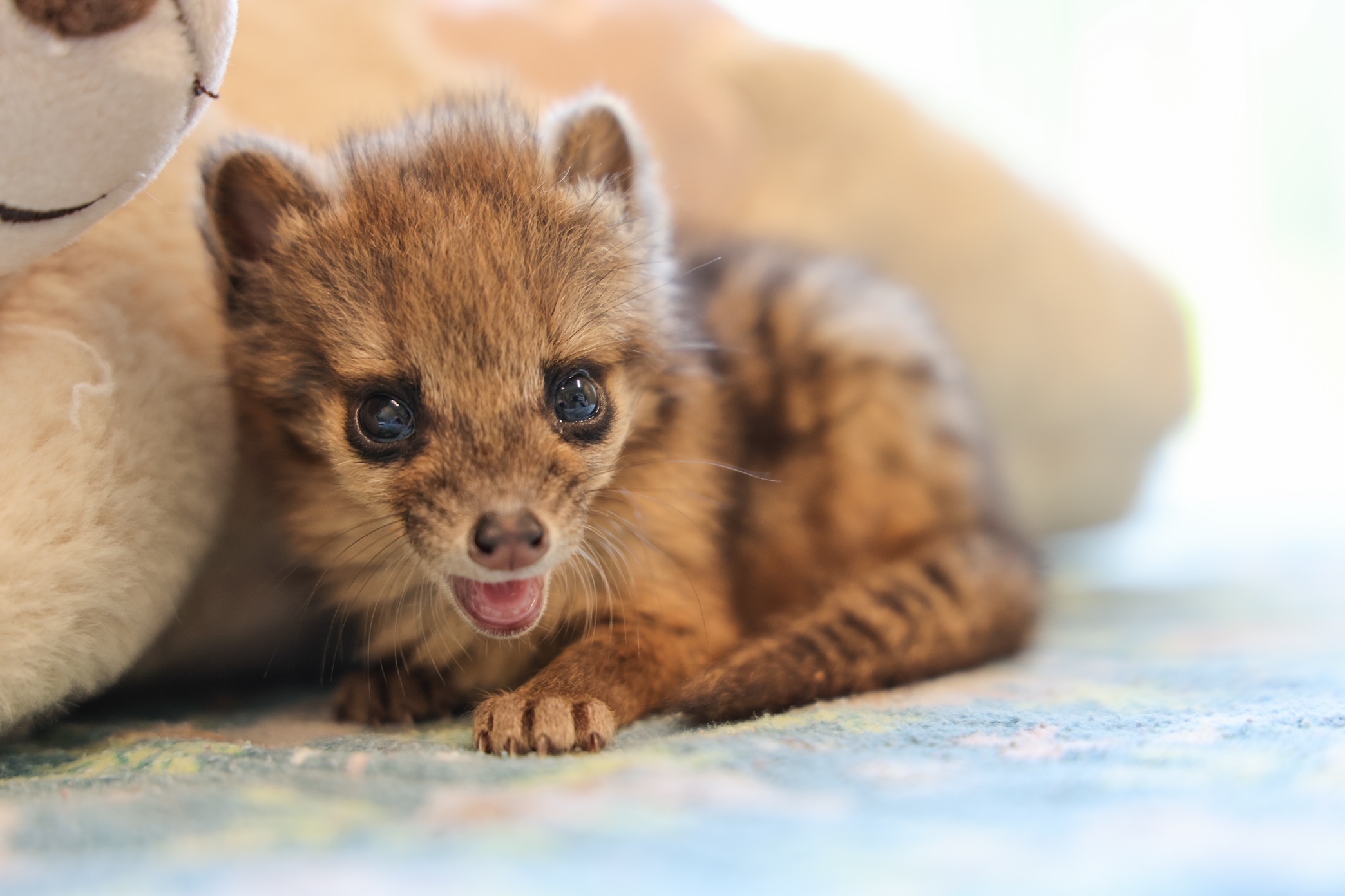 first U.S.-born spotted fanaloka pup