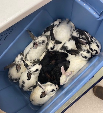 Surrendered bunnies