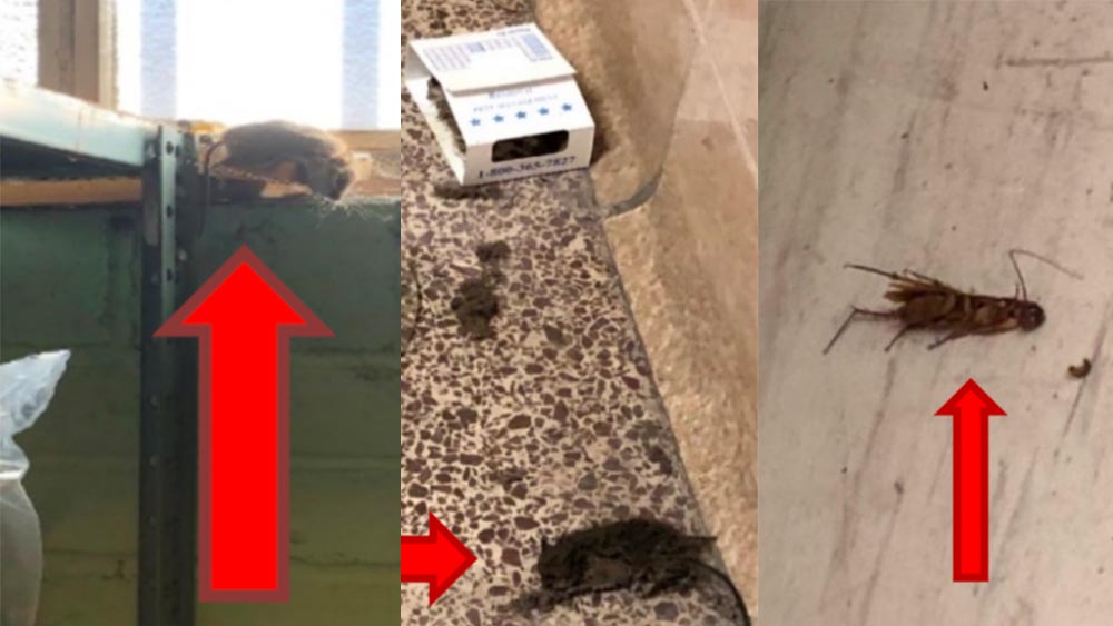Report: Baltimore sex health clinic impacted by dead rodent, bug infestation 