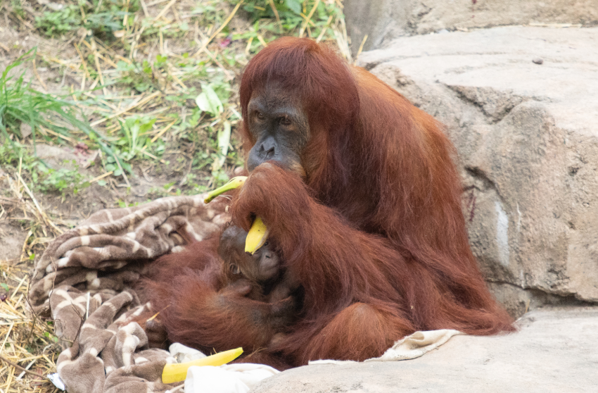 Reese the orangutan with her new baby 