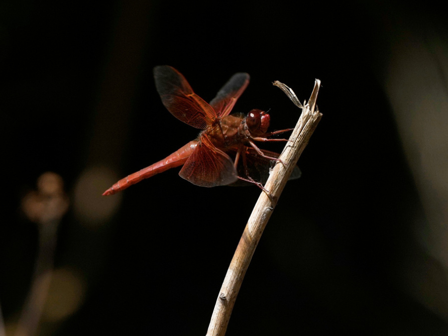dragonfly_apphoto.png