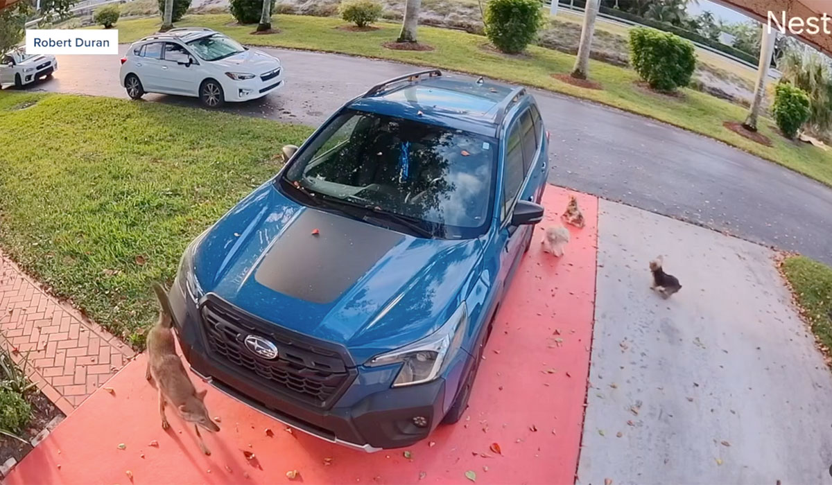 Boynton Beach coyote 