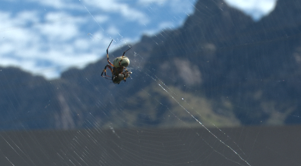 Spiders in Tucson
