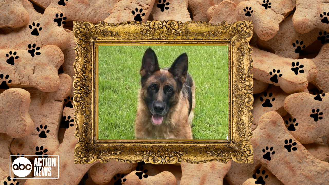 Rescues in Action: Beretta