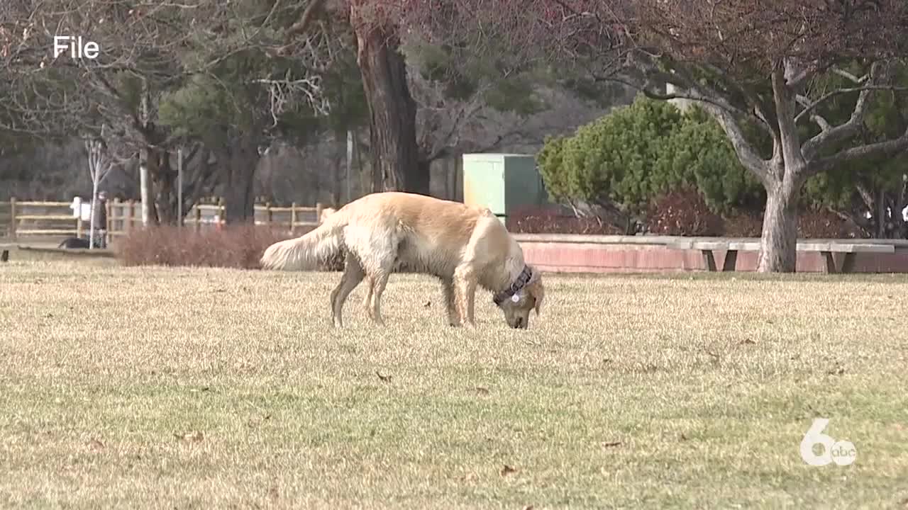 Off-leash program