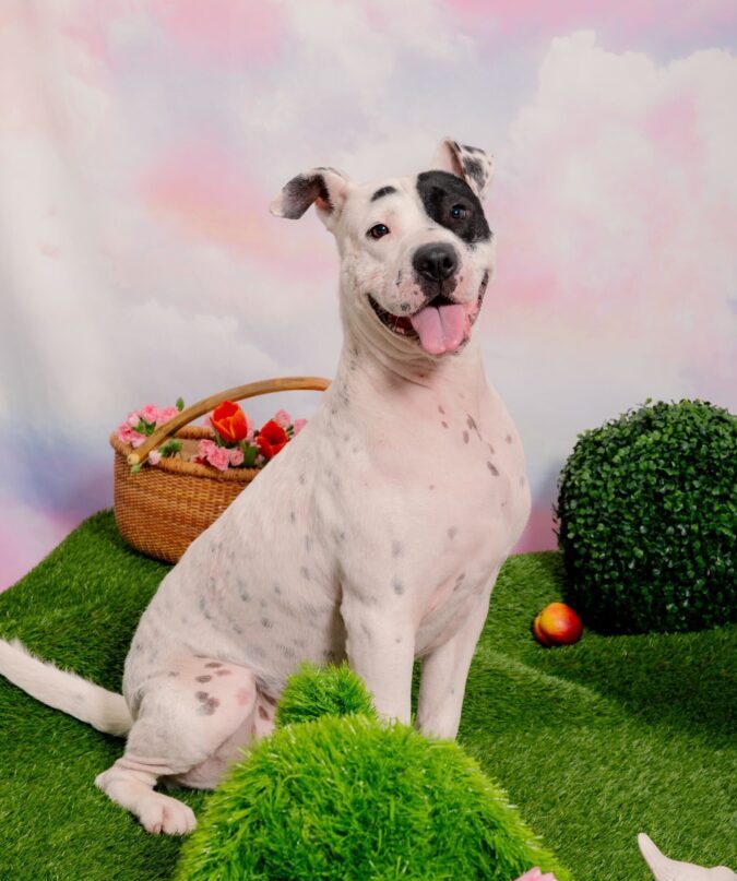 Pet of the Week Felix2.jpg