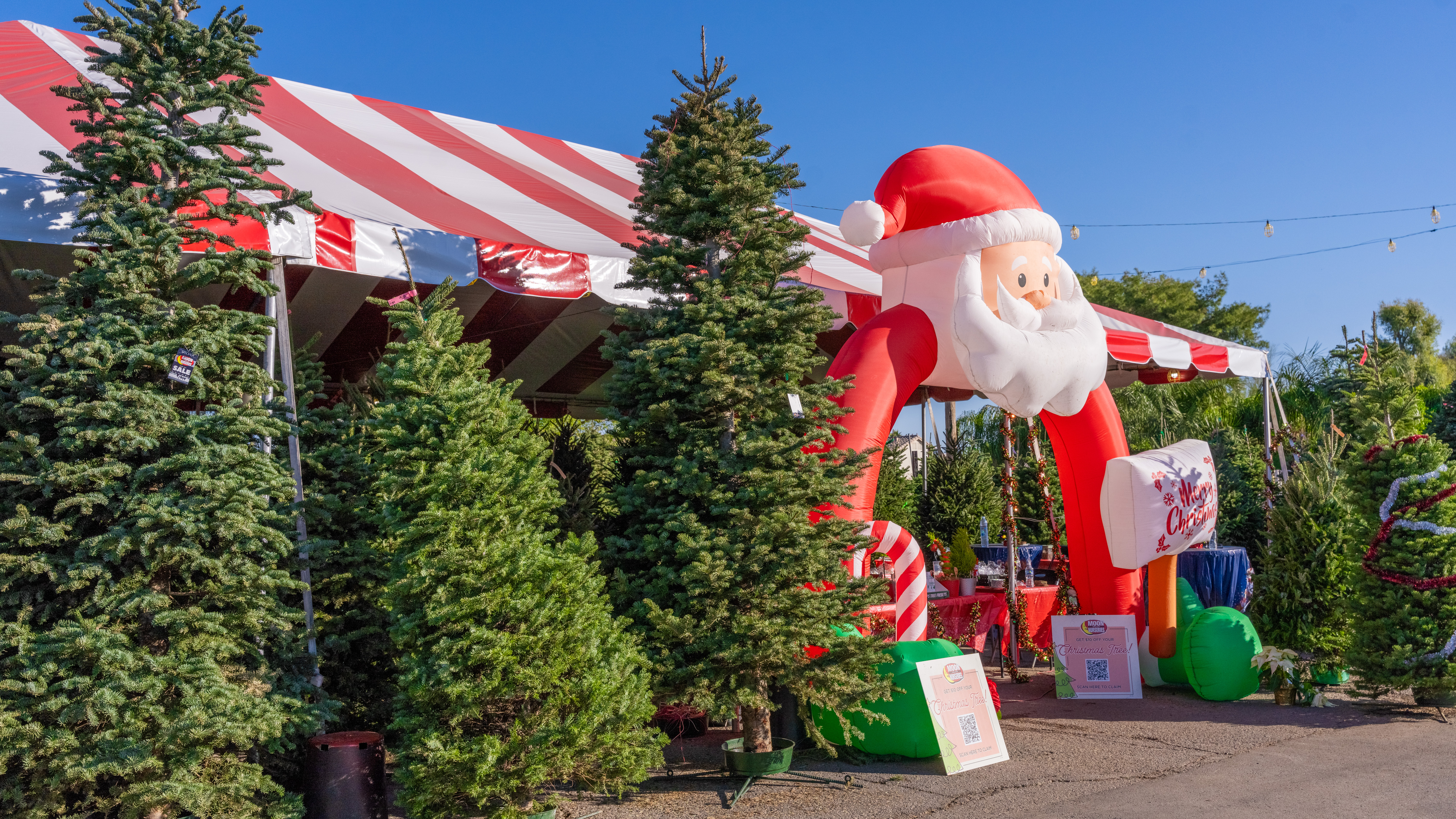 Moon Valley Nurseries to host Christmas tree giveaway for 'local heroes'