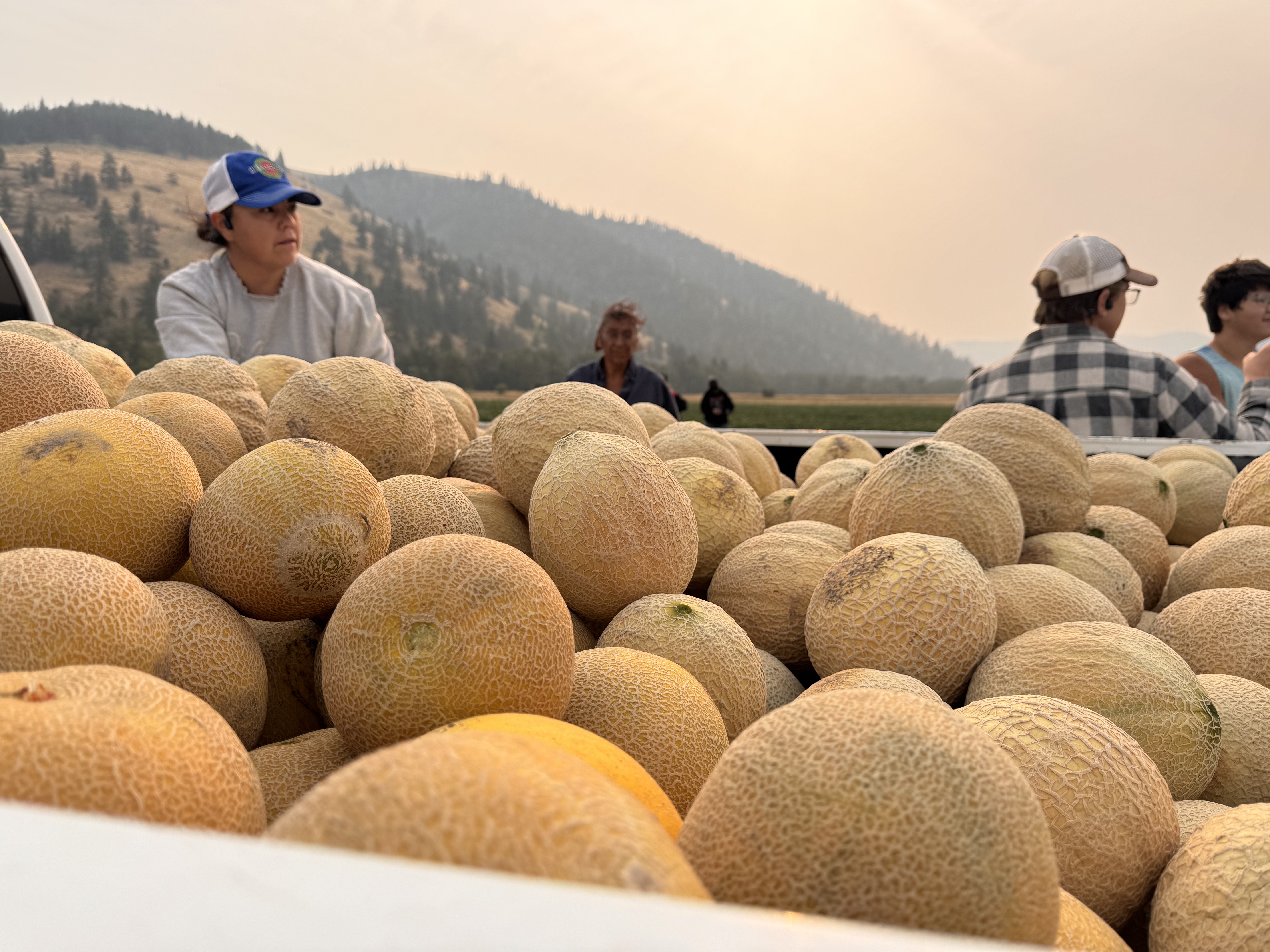Dixon Melon's Harvest