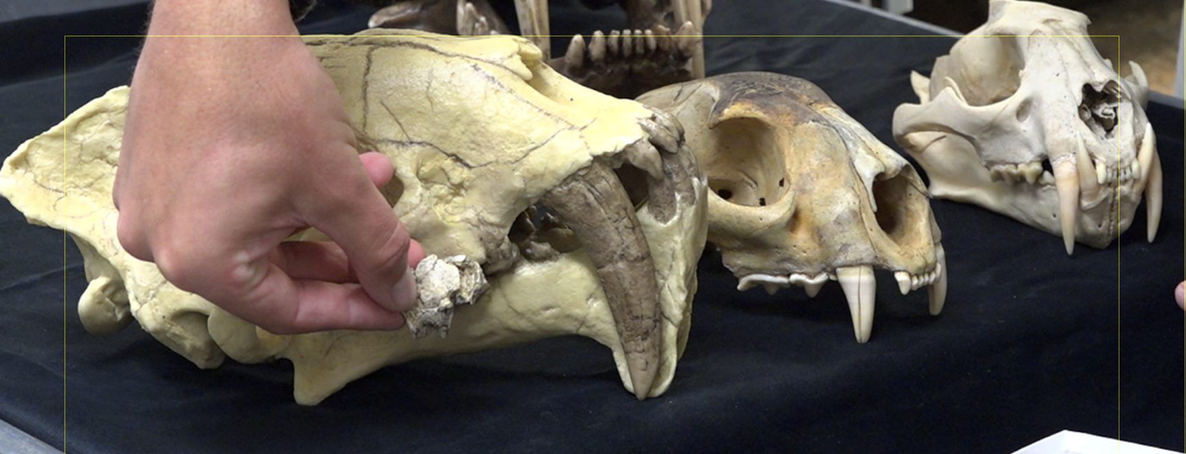 Fossil identified as new saber-tooth species "Pangurban"
