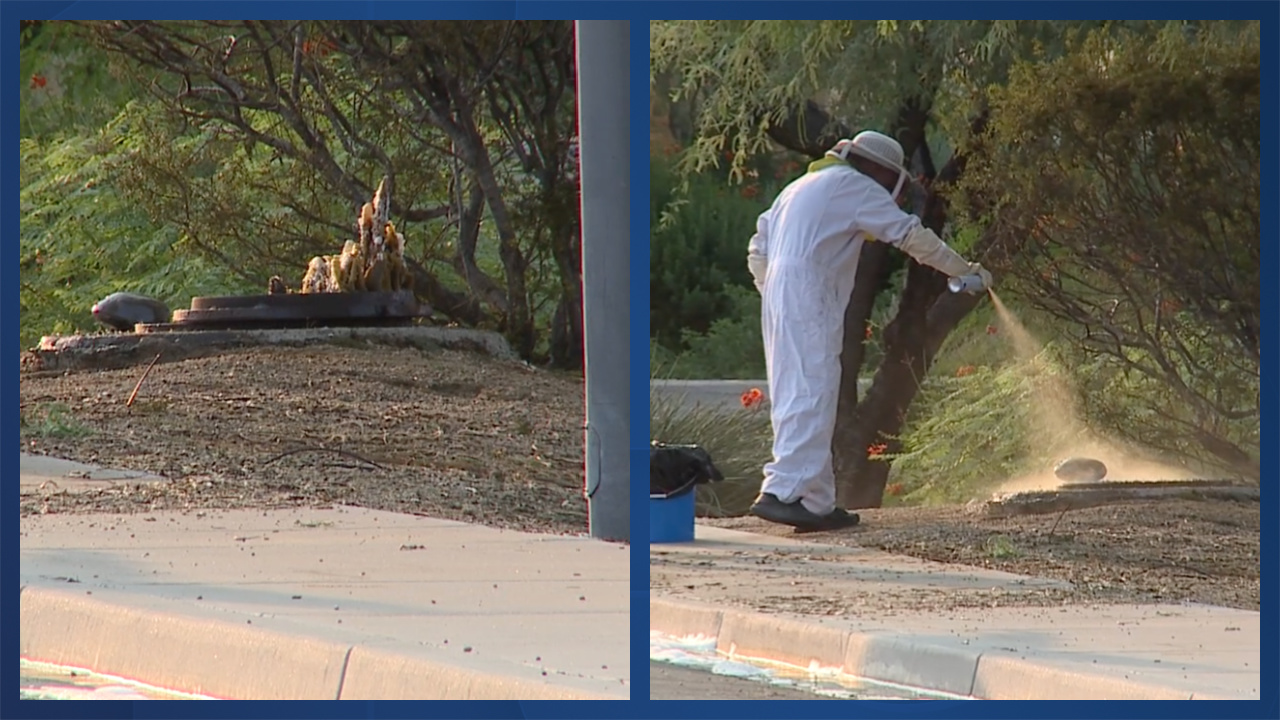 Scottsdale bee attack.jpg