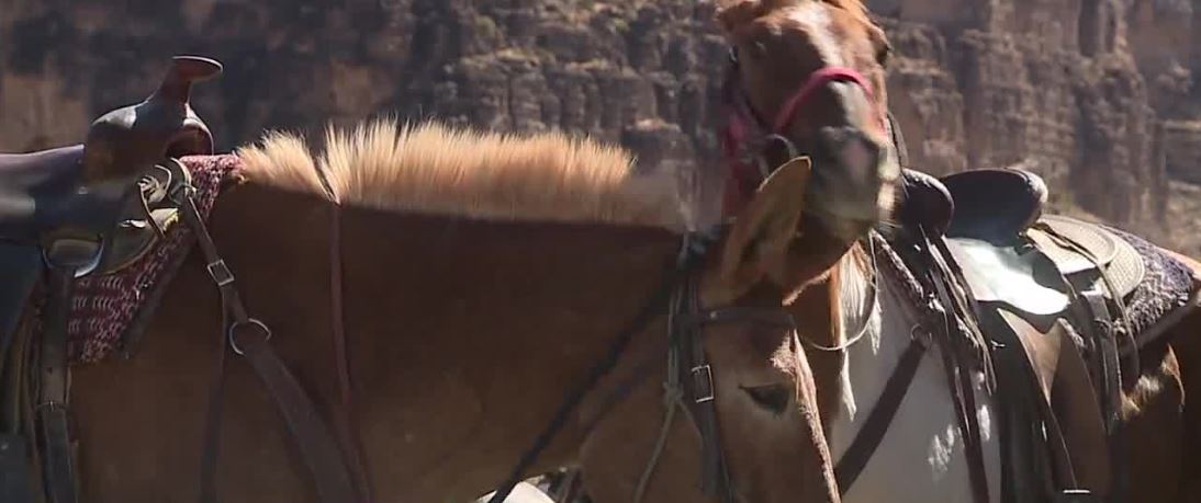 horse drone.JPG
