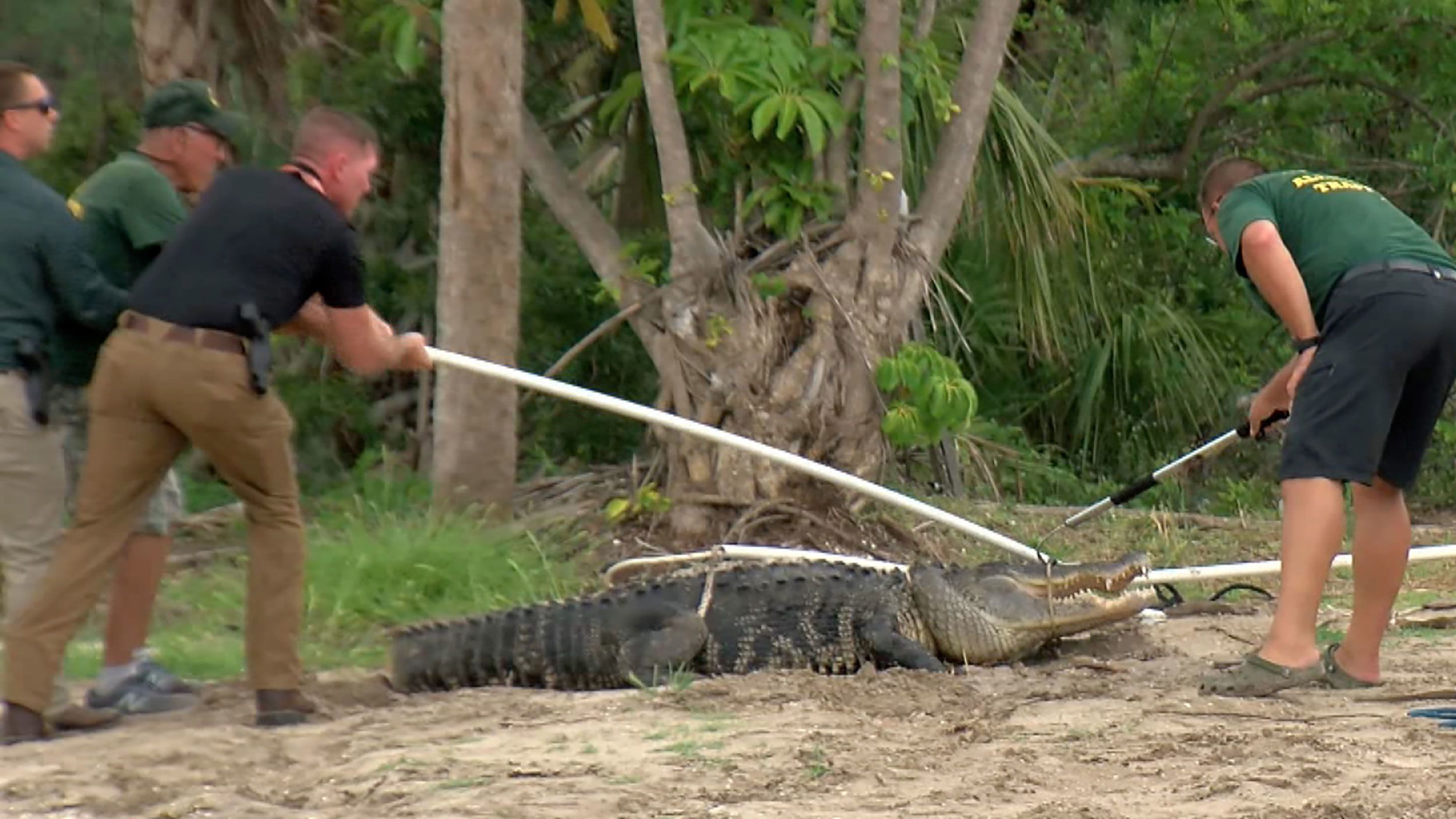 Port Charlotte alligator attack