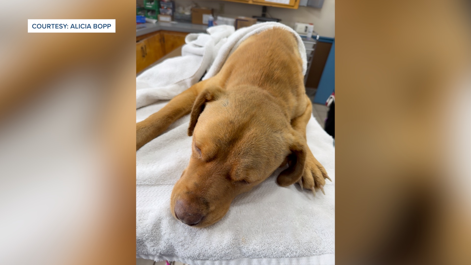 "Spirit" at Champ's Chance in Gadsden County
