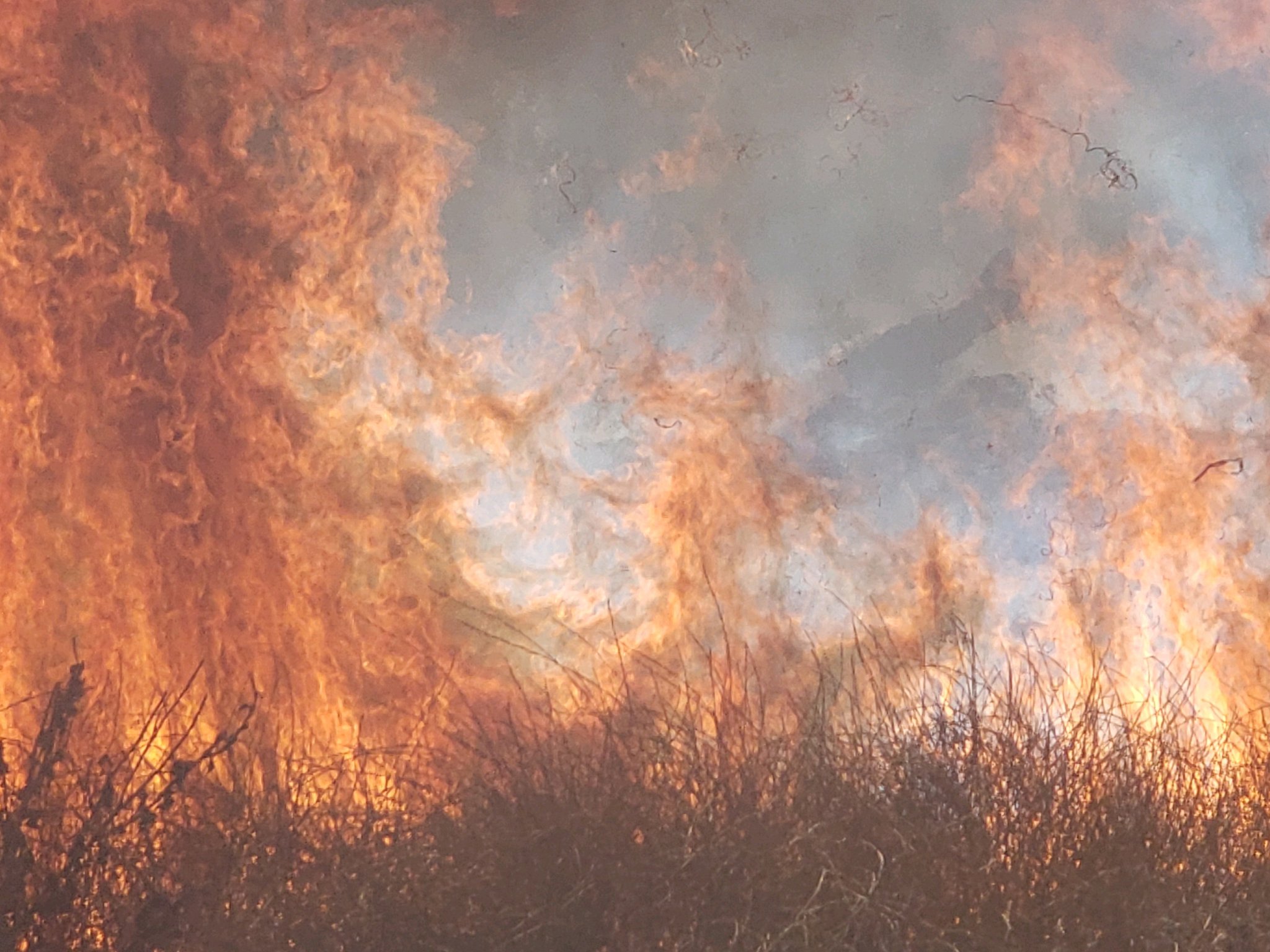 prescribed burn 3.jfif