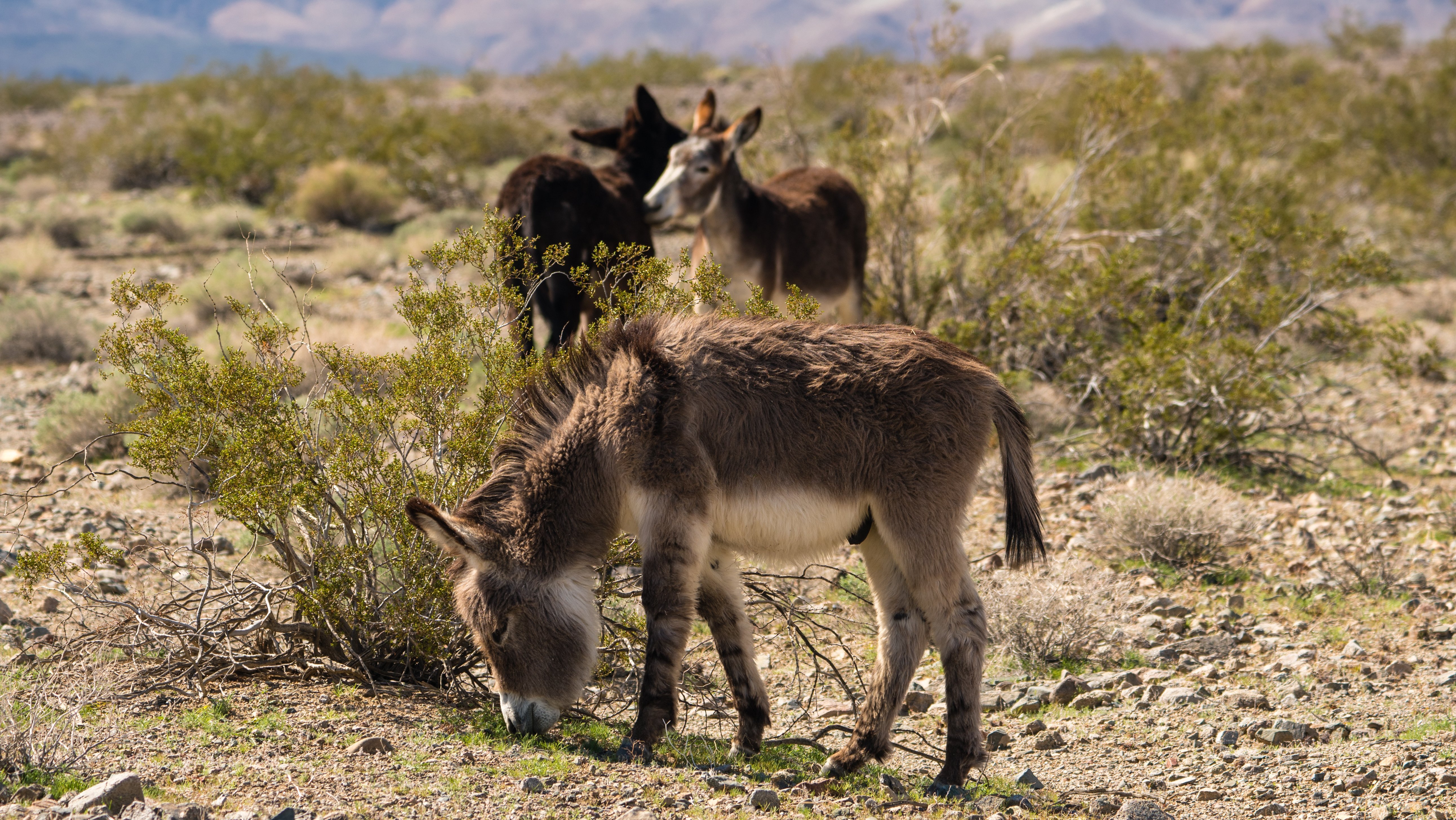 Wild Donkeys
