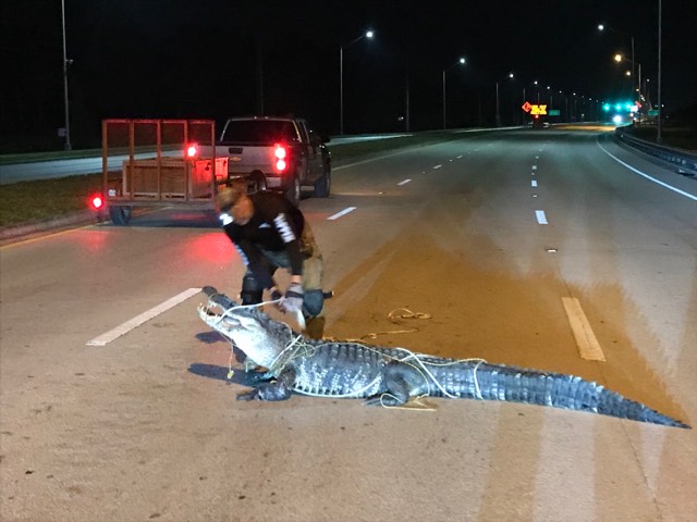 gator 2.jpg