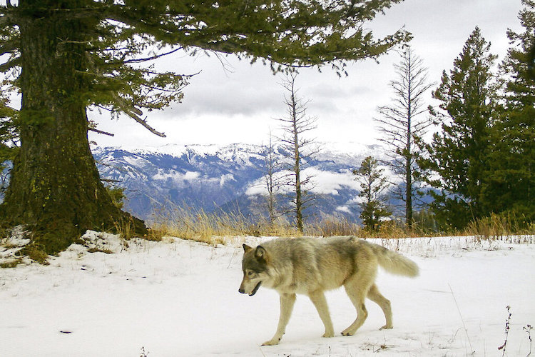 Gray Wolves-Protections